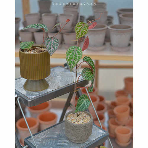瑰丽胡椒粉色系热带植物好养