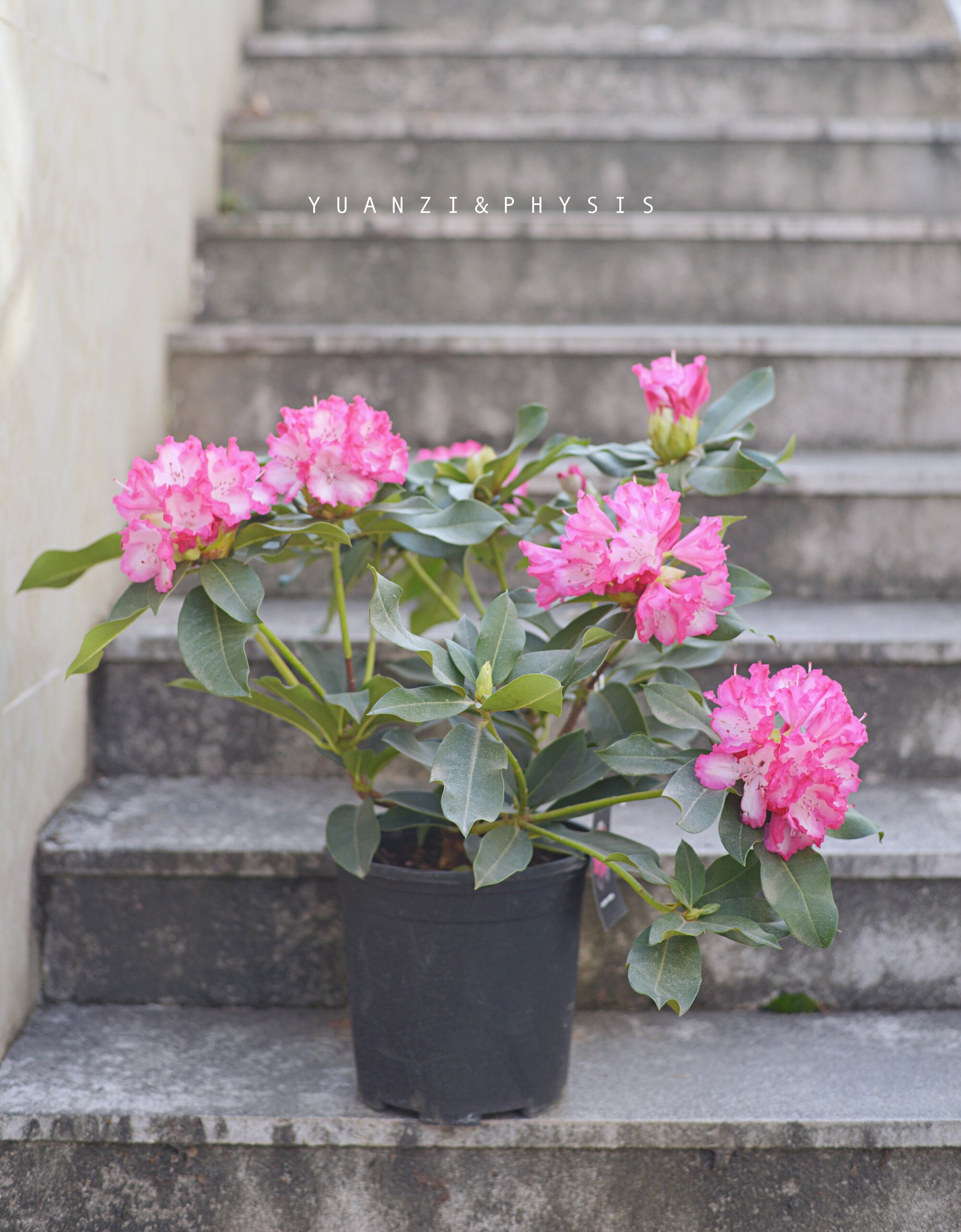 physis 优雅的女王 高山杜鹃红粉佳人藤井夫人超大花耐寒盆栽花带