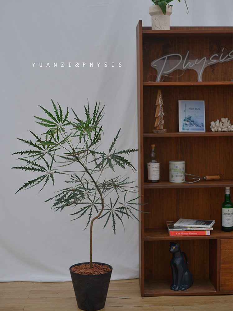 造型款孔雀木室内耐阴好养盆栽