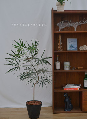 PHYSIS忽至森林深处」造型款孔雀木室内耐阴好养盆栽ins风顺丰
