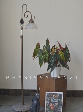 PHYSIS植物疯长系」鳟鱼海棠白冰海棠室内好养盆栽美观爆盆开花