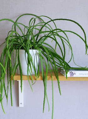 PHYSIS斑斓系列」玻利维亚丝苇耐热盆栽室内室外耐阴绿植垂吊小众