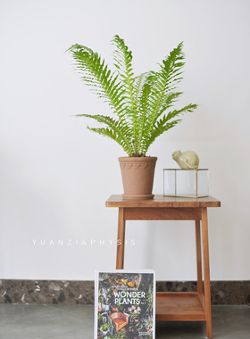 PHYSIS 乌毛蕨龙船蕨室内观赏蕨类植物盆栽耐阴绿植ins北欧风