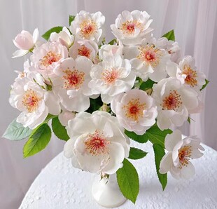 园丁日记 杰奎琳●杜普蕾 白色单瓣浓香仙气飘飘月季玫瑰苗