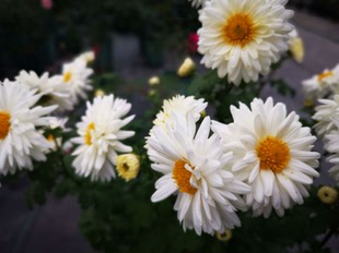 桐乡土特产 正宗杭白菊/胎菊 菊花苗盆栽可食用泡茶 花期10-11月