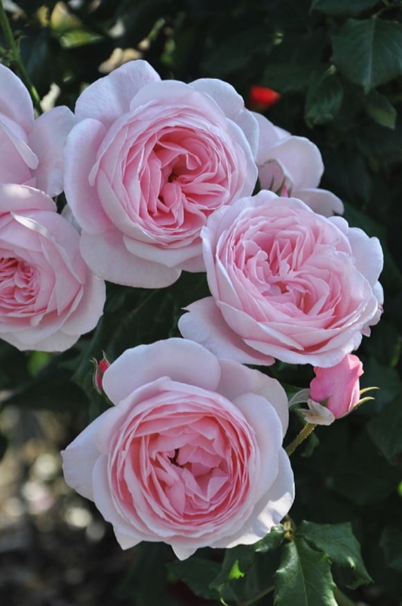 庭院粉色开花玫瑰四季月季