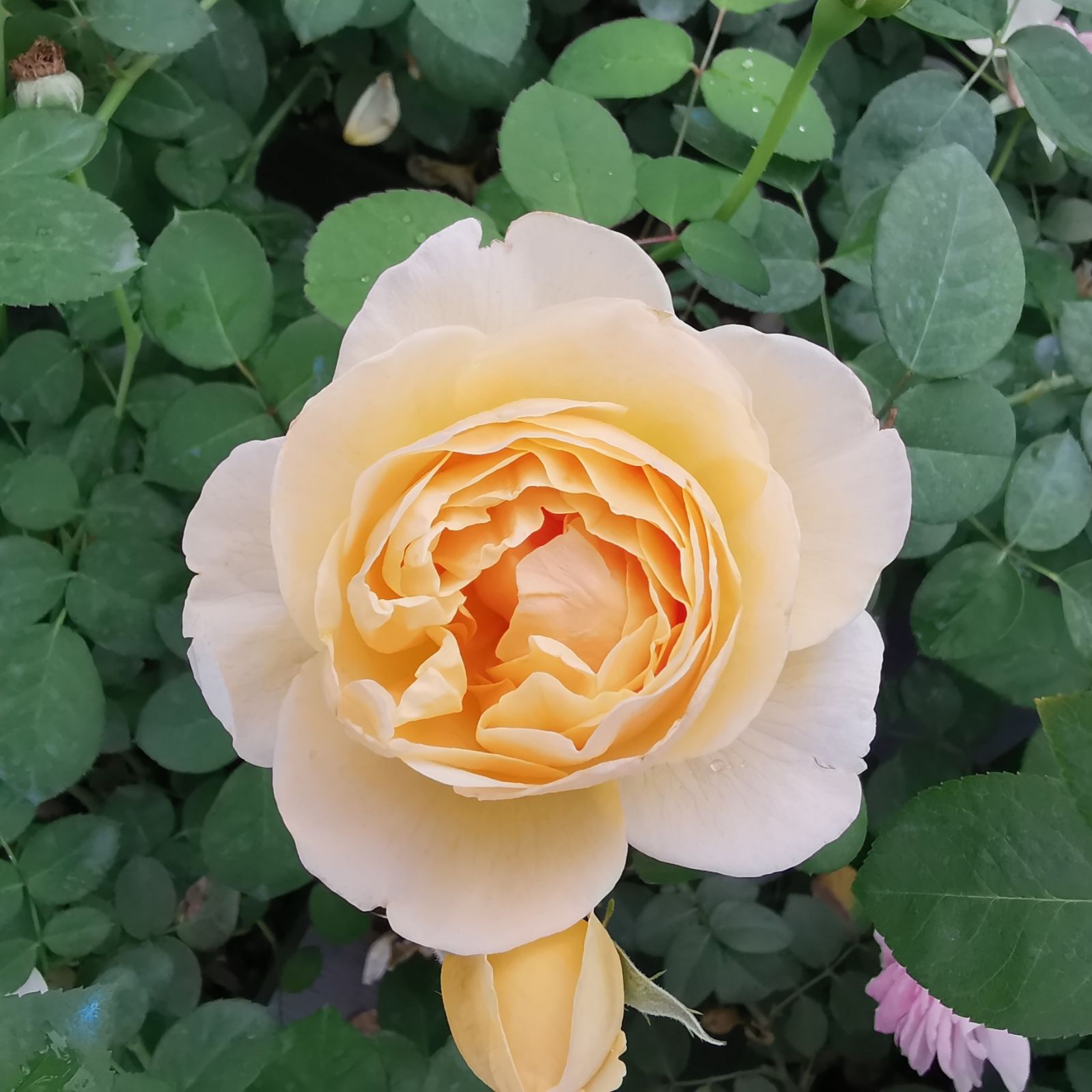 园丁日记 夏洛特charlotte(灌木) 黄色月季花苗大花浓香 盆栽