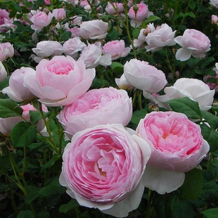 园丁日记 权杖之岛(灌木) 粉色玫瑰月季花苗大花 浓香 四季开花