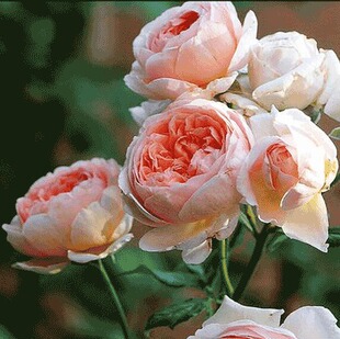 园丁日记 亚伯拉罕达比 奥斯汀玫瑰月季花苗大花浓香四季 拱门