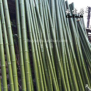 天然绿竹子 青竹 喷漆竹仿真竹子假竹子 阳台装饰竹子竹子真竹子