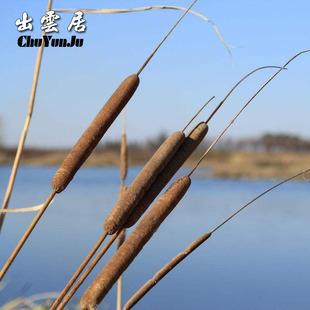 蒲棒干 蒲棒草插花水蜡烛叶干枝干花家居小麦水稻 天然干蒲棒装饰