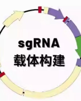 Human CRISPR Knockout Pooled Library (GeCKO v2) 1000000048