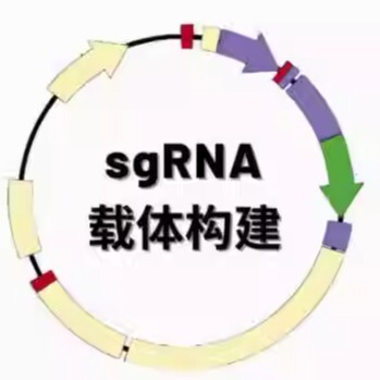 Human CRISPR Knockout Pooled Library (GeCKO v2) 1000000048