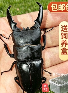 中国大扁锹成虫锹甲活体宠物甲虫另类昆虫巨型夹夹虫中华大锹包活