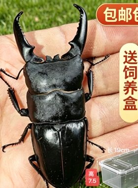 中国大扁锹成虫锹甲活体宠物甲虫另类昆虫巨型夹夹虫中华大锹包活
