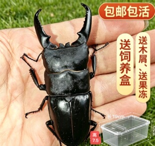 中国大扁锹成虫锹甲活体宠物甲虫另类昆虫巨型夹夹虫中华大锹包活