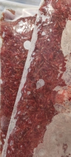 冰冻红虫公虫观赏鱼六角恐龙冷冻红赤虫冻红虫牛心汉堡鱼食饲料粮