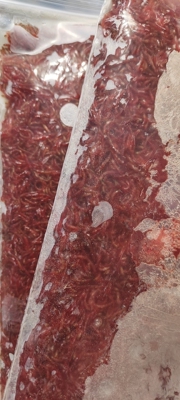 冰冻红虫公虫观赏鱼六角恐龙冷冻红赤虫冻红虫牛心汉堡鱼食饲料粮