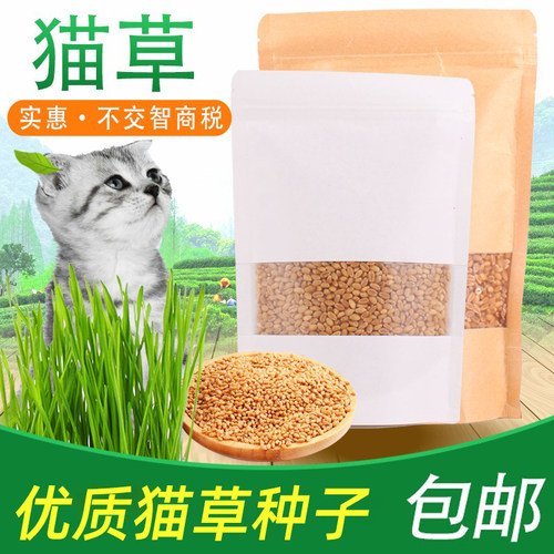 猫草种籽猫吃的化毛草猫薄荷种植套装盆营养猫草四季种猫草种子 - 封面