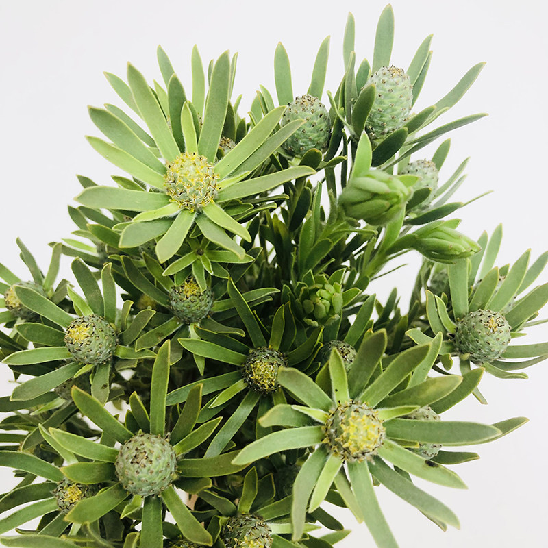 绿宝石小众稀有精品应季鲜花材家庭瓶插花艺婚庆节日比赛装饰花束