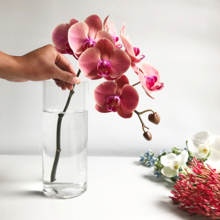 蝴蝶兰鲜切花高端稀有小众花材家庭瓶插花艺婚庆节日比赛装 饰花束