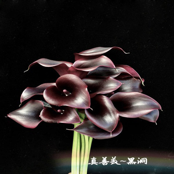 彩色马蹄莲进口品种鲜切花高端稀有小众精品花材家庭瓶插花艺比赛