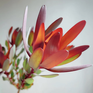 木百合鲜切花木本百搭花束瓶插花艺花材昆明斗南直发顺丰空运直达