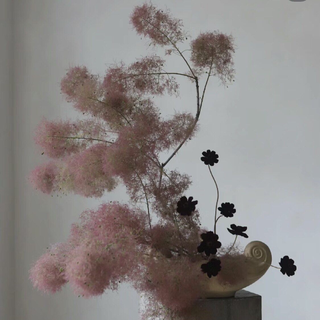 红栌黄栌小众稀有鲜花材家庭瓶插花艺婚庆比赛装饰用花束应季时令