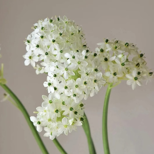 天鹅绒鲜花伯利恒之星高端稀有小众花材家庭瓶插花艺婚庆手捧花束