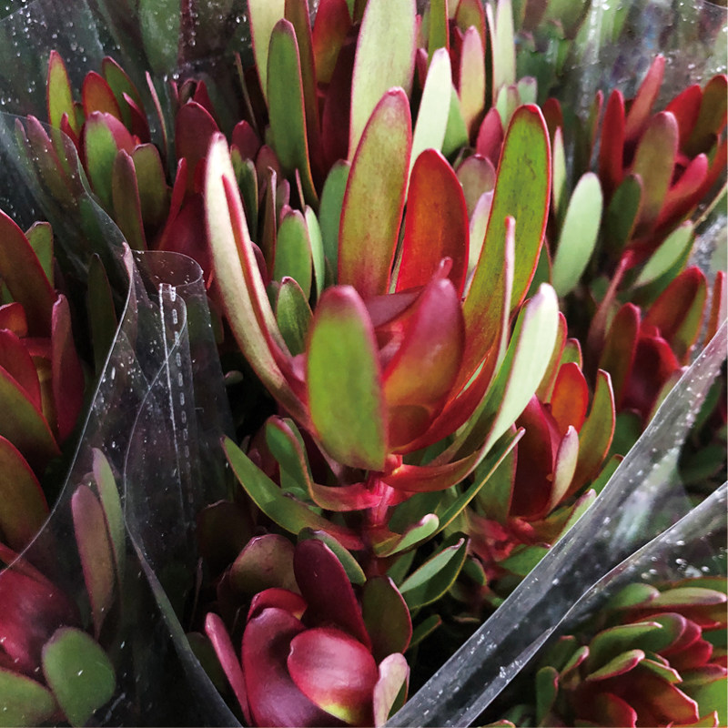 木百合鲜切花木本百搭花束瓶插花艺花材昆明斗南直发顺丰空运直达