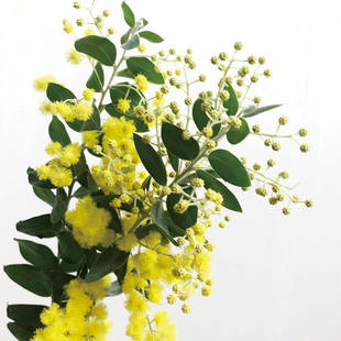 金合欢小众稀有精品花材家庭瓶插花艺婚庆节日比赛装饰花束应季花