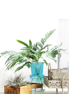 蓝星蕨鲜切花水龙骨网红叶北欧风格高端小众稀有精品家庭瓶插花材