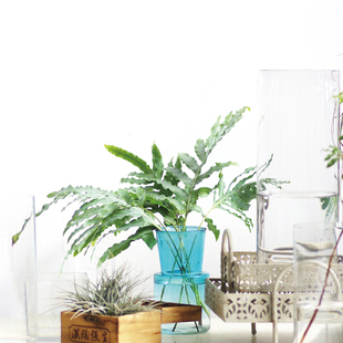 蓝星蕨鲜切花水龙骨网红叶北欧风格 高端小众稀有精品家庭瓶插花材