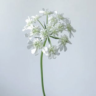 白飞香小众稀有花材家庭瓶插花艺婚庆节日比赛装饰花束应季鲜花