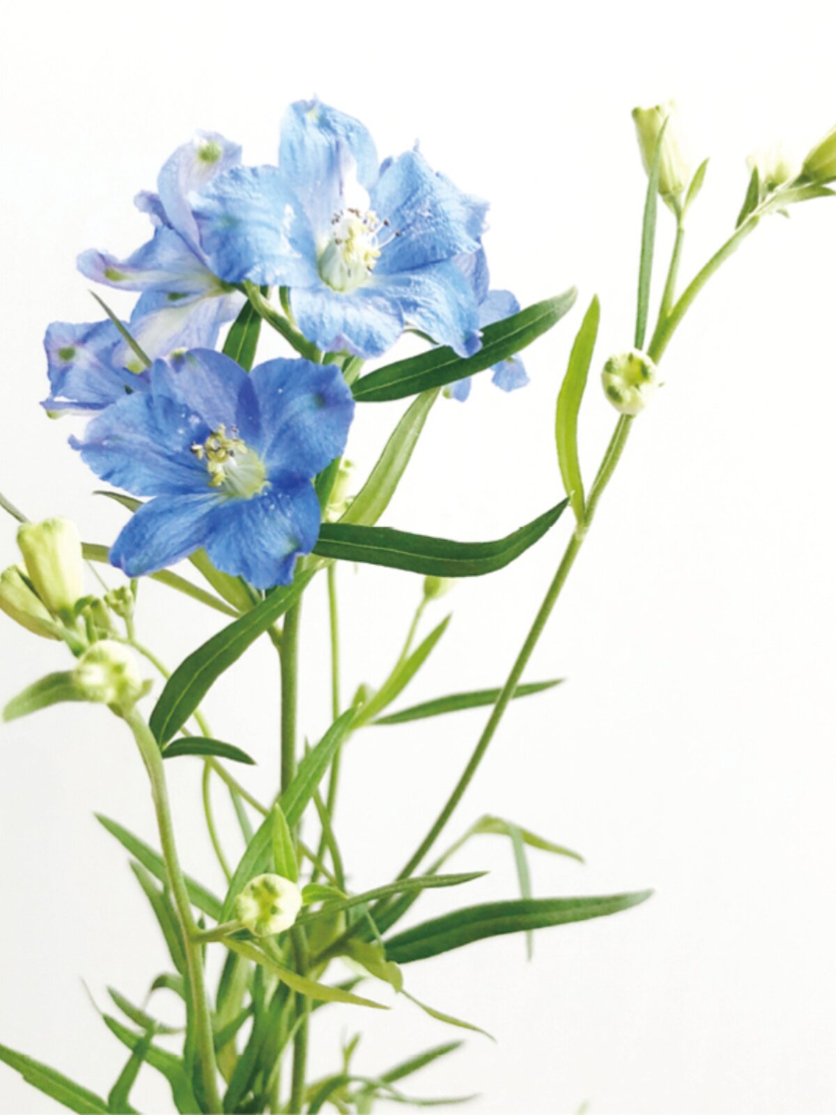 小飞燕鲜切花应季花材家庭瓶插花艺婚庆节日比赛装饰常用斗南空运