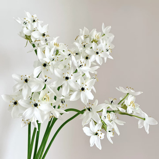 秋麦小众稀有精品花材家庭瓶插花艺婚庆节日比赛装饰花束应季鲜花