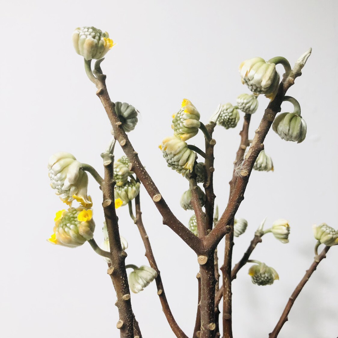 结香鲜切花小众稀有精品花材家庭瓶插花艺婚庆节日比赛装饰花束用