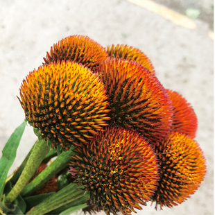 猫眼小众稀有精品花材婚庆节日花艺比赛装饰家庭瓶插花束应季鲜花