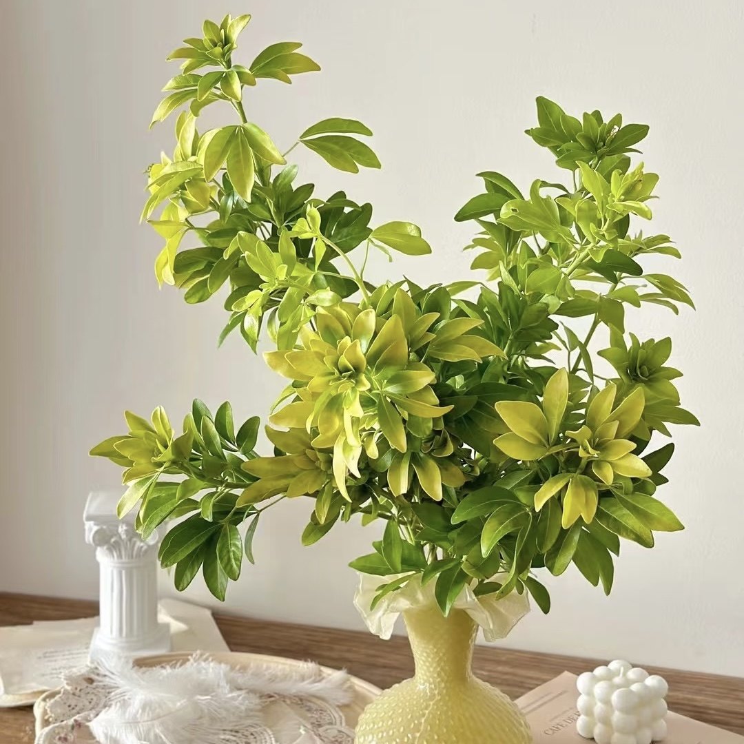 墨西哥桔叶鲜切花稀有精品花材