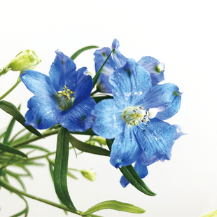 小飞燕鲜切花应季花材家庭瓶插花艺婚庆节日比赛装饰常用斗南空运