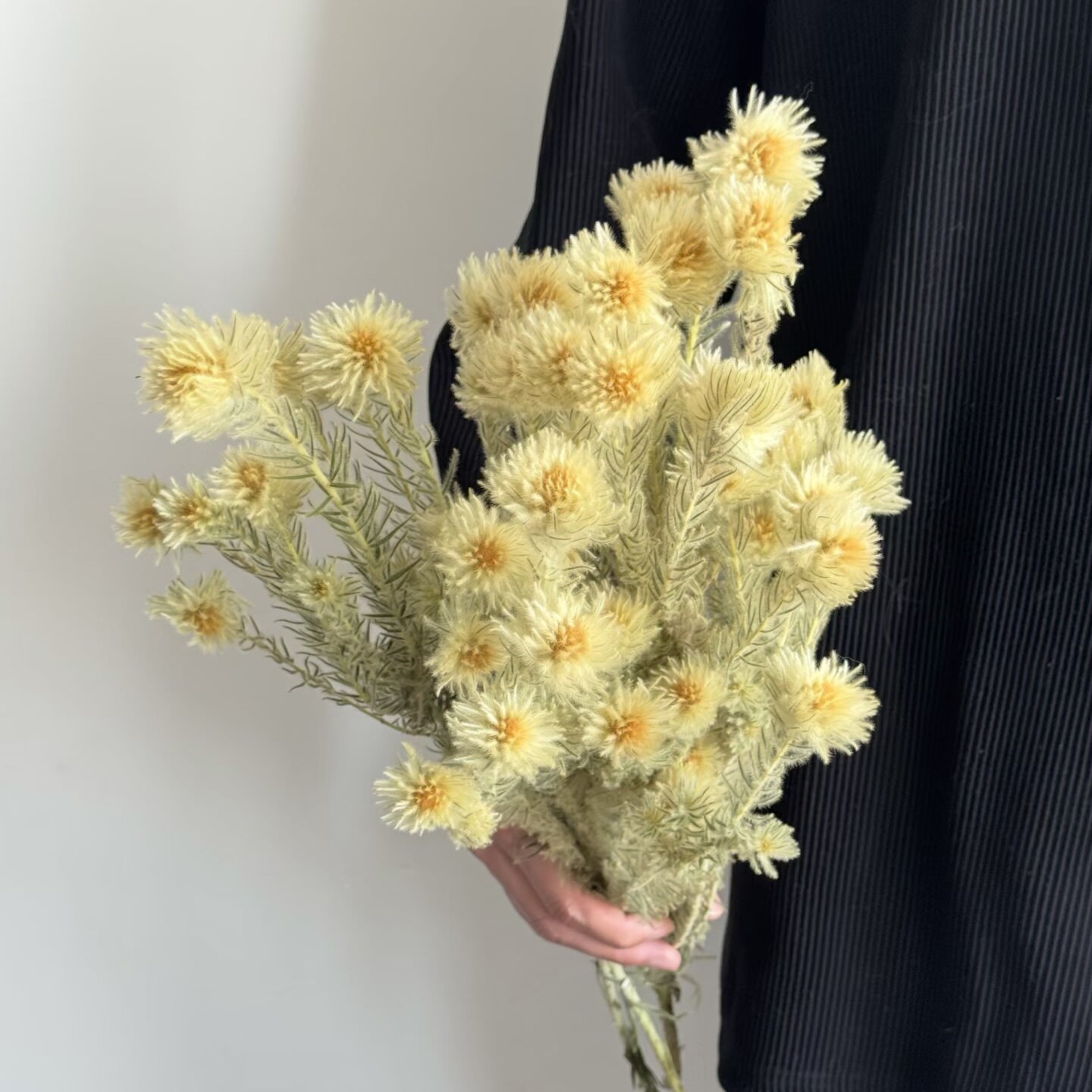 金鹅绒鲜切花小众稀有精品花材