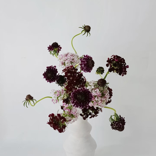 松虫草鲜切花瓶插花束花艺婚庆点缀花材昆明斗南直发顺丰空运直达