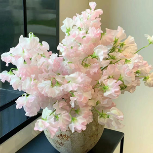 香豌豆小众稀有鲜花材家庭瓶插花艺婚庆节日比赛装饰花束应季时令