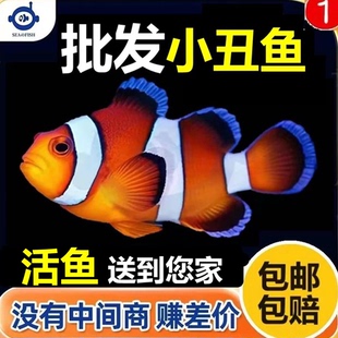 小丑鱼观赏鱼熊猫小丑鱼尼莫小丑鱼公子小丑鱼礼服小丑海水观赏鱼