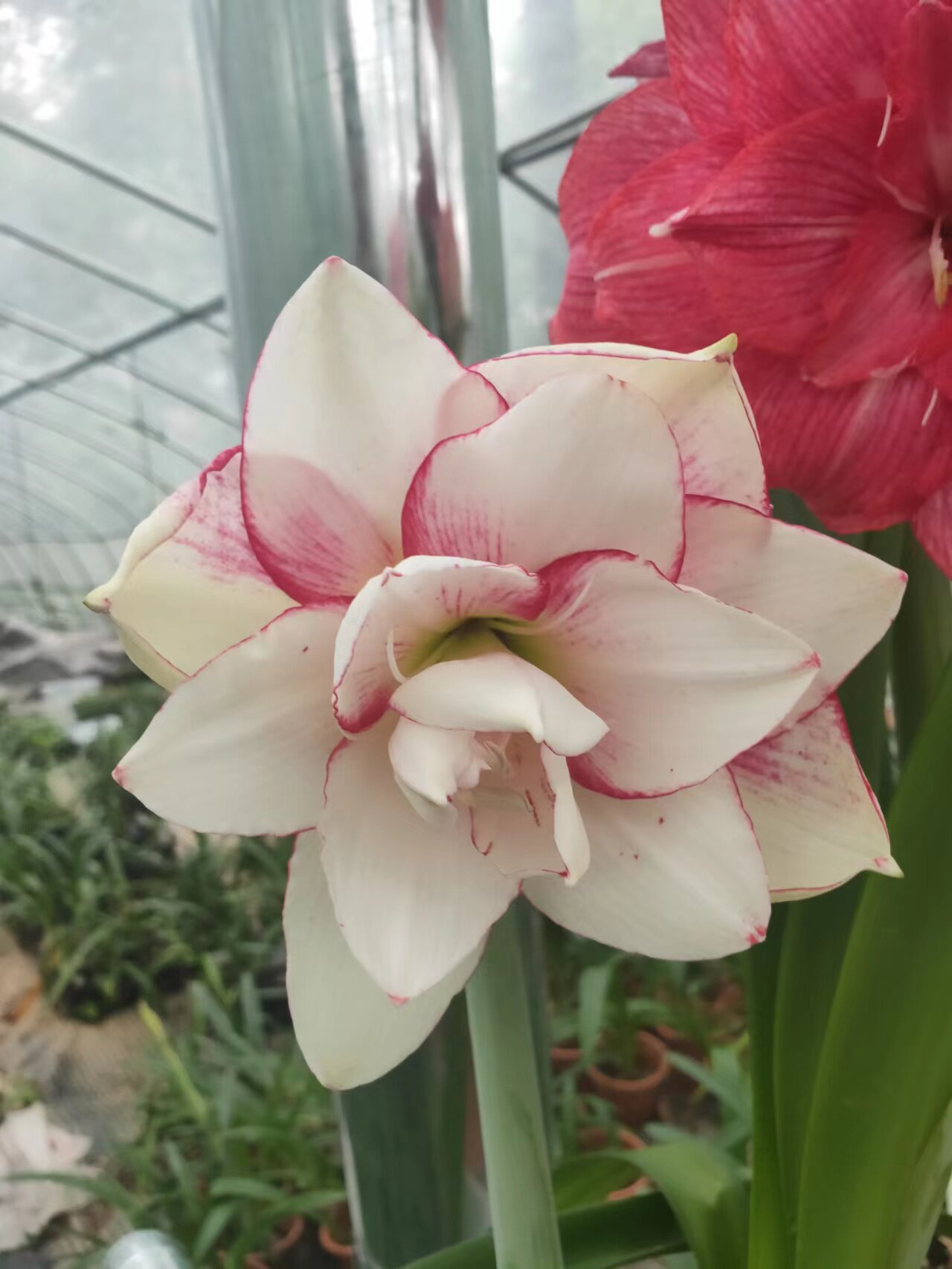 景泰园艺现货精品重瓣澳洲朱顶红  瑞秋 小苗种球盆栽包邮包对版