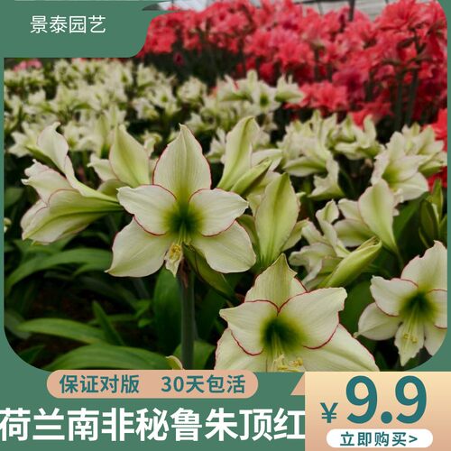 现货精品重瓣澳洲朱顶红 安吉拉（店铺重启，活动进行中）