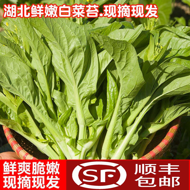 湖北白菜苔嫩绿菜薹菜心