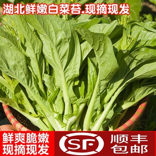 湖北农家新鲜菜心白菜苔现摘菜台菜花pk油菜绿色蔬菜青菜4-5顺丰