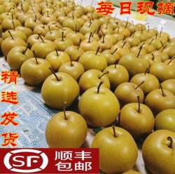 湖北新鲜黄花梨子沙梨应季水果清甜百里洲砂梨薄皮黄皮脆5斤包邮