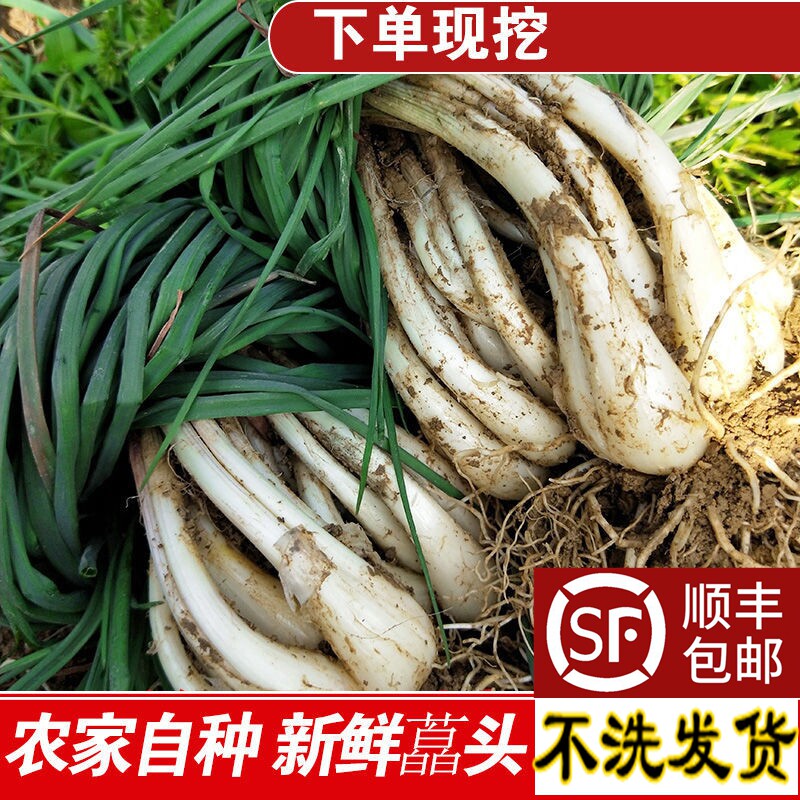 湖北新鲜藠头现挖带叶荞头荞子野葱小蒜蔬菜大叫头带叶教头1-5斤